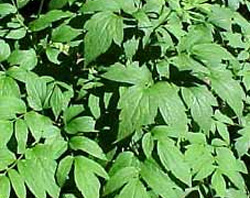 Black Cohosh for Menopause Relief