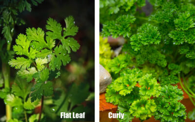 Benefits of Parsley – Improves Kidney & Liver Function