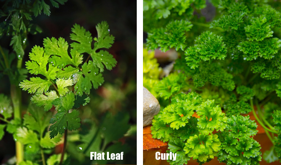 Benefits of Parsley – Improves Kidney & Liver Function
