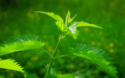 Health Benefits of Nettle – Hay Fever, UTI and more