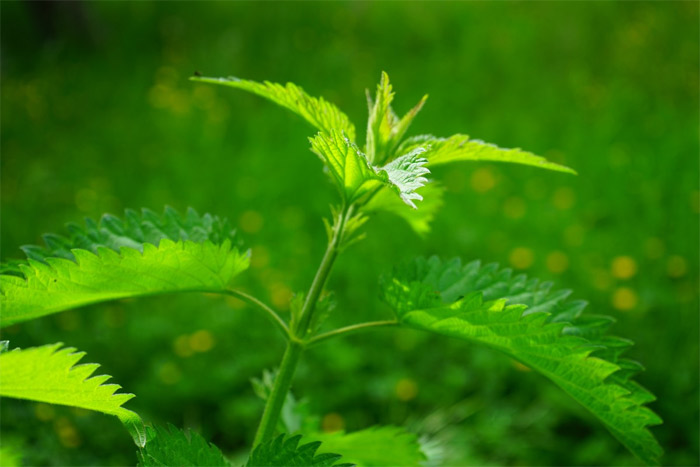 Health Benefits of Nettle - Hay Fever, UTI and more