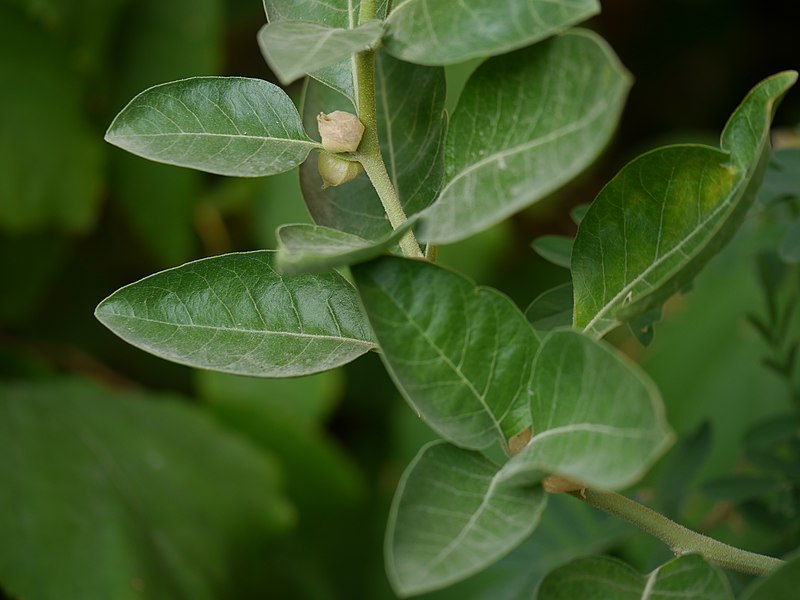 Ashwagandha protects you from stress
