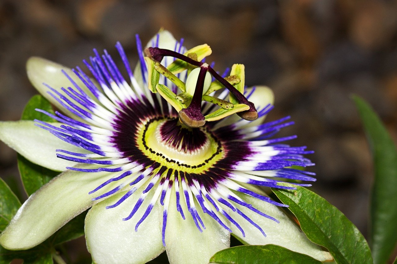 Protect Yourself from Stress with herbs such as Passion Flower