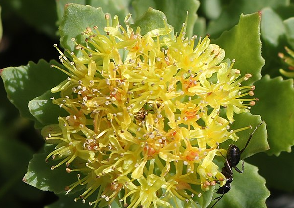 Rhodiola for stress relief