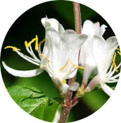Flower Remedies - Honeysuckle