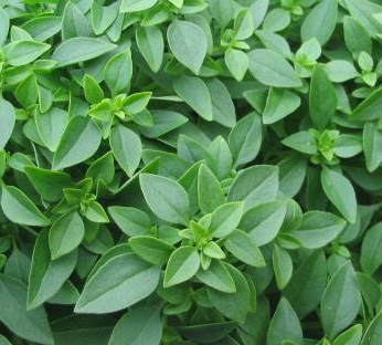 Culinary herb Basil