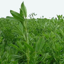 Alfalfa for high cholesterol, menopause, poor appetite