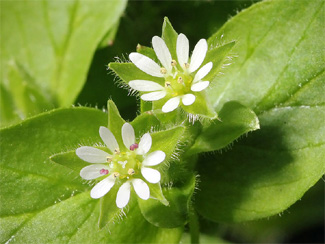 Chickweed – Natural appetite suppressant
