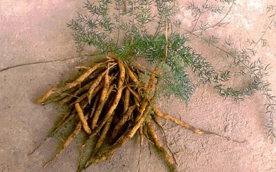 Asparagus Root