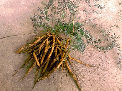 Asparagus Root