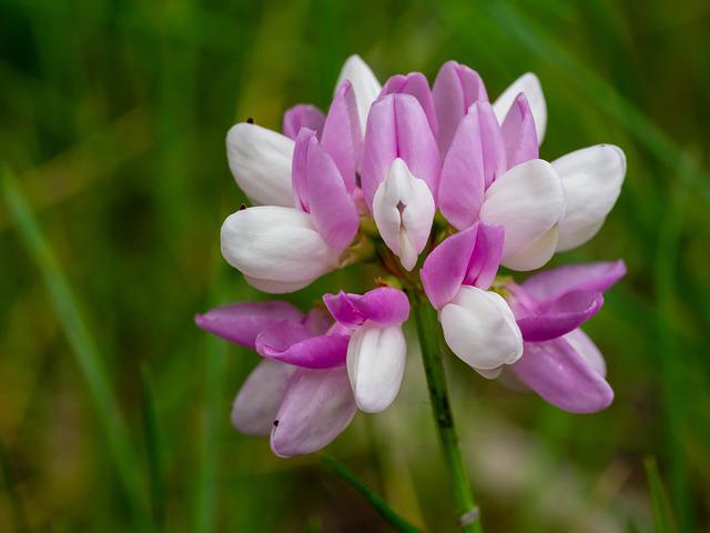 Astragalus for the immune system