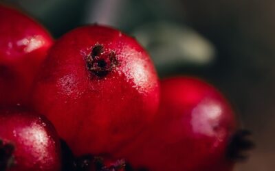 Cranberry – UTI Remedy