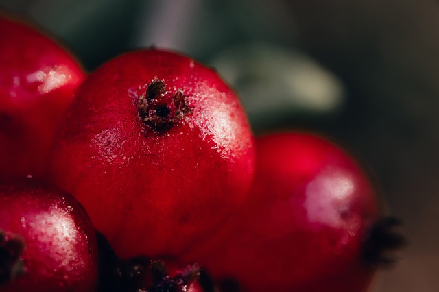 Cranberry - UTI Remedy