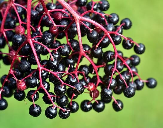 Elderberry – Shortens Colds & Flu