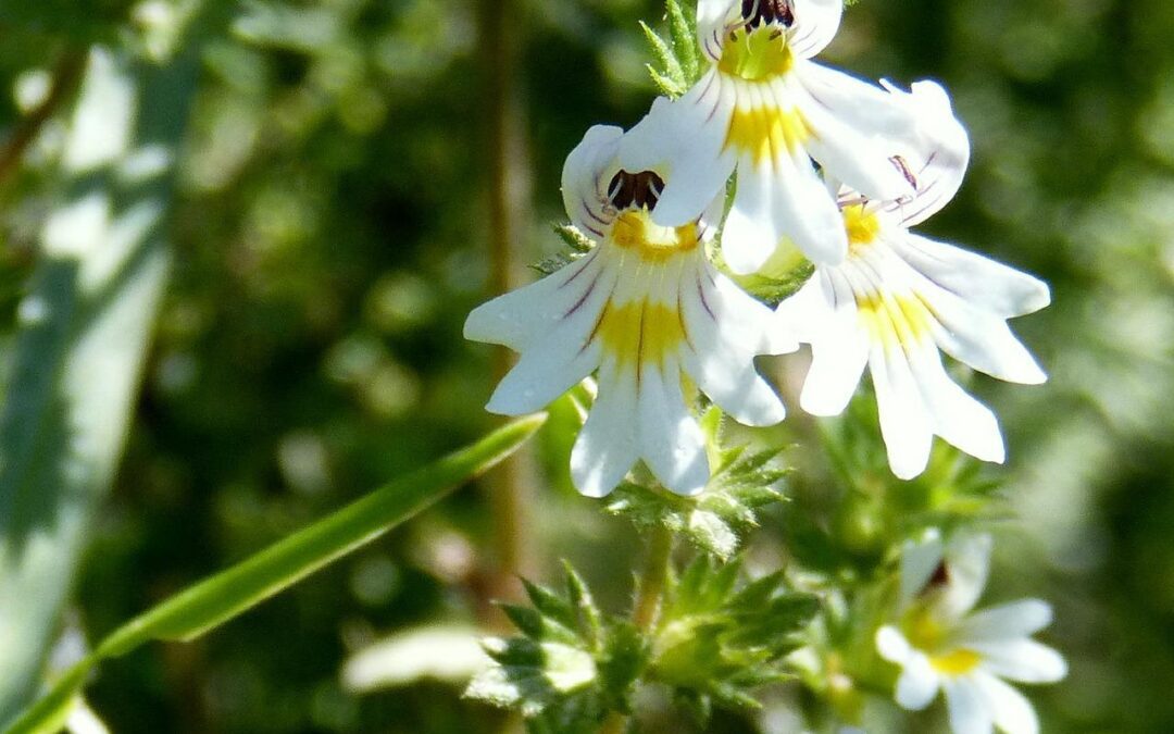 Eyebright for Eye Inflamations