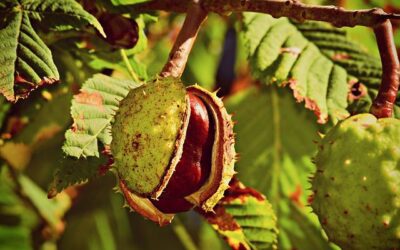 Horse Chestnut – Edema, Varicose Veins