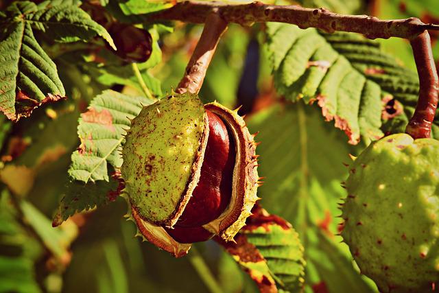 Horse Chestnut – Edema, Varicose Veins