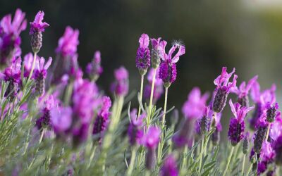 Lavender – The Many Benefits