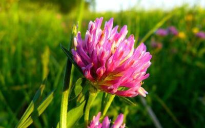 Red Clover for Skin Conditions plus