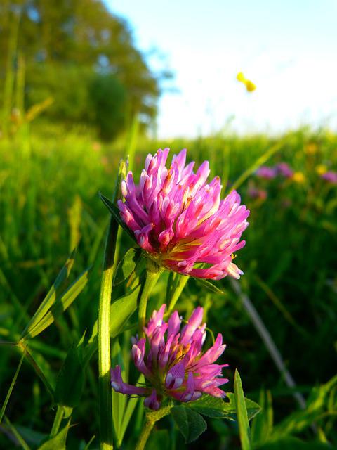 Red Clover for Skin Conditions plus