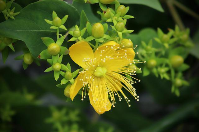 Does St. John’s Wort Help With Depression?