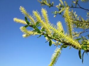 White Willow pain relief