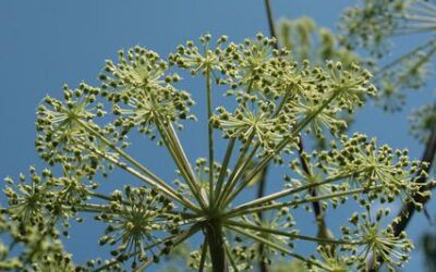 Angelica for digestive and bronchial problems