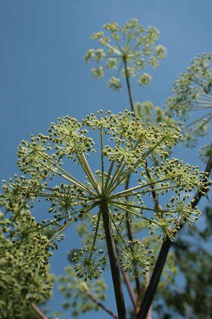 Angelica for digestive and bronchial problems