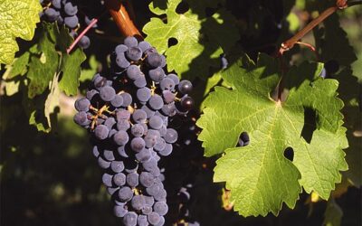 Grape Seed – The Benefits of Grape Wine!