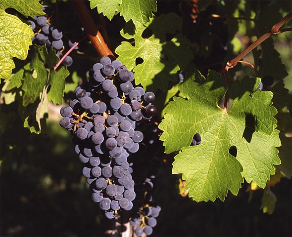 Grape Seed - The Benefits of Grape Wine!