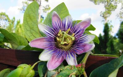 Passion Flower for Anxiety Disorders