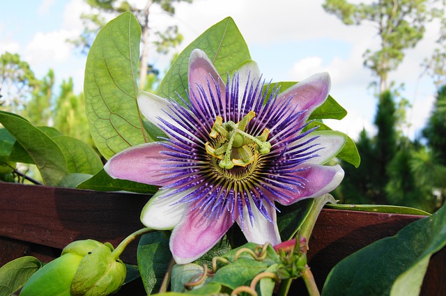 Passion Flower for Anxiety Disorders