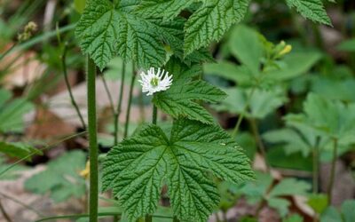 Goldenseal – Antimicrobial