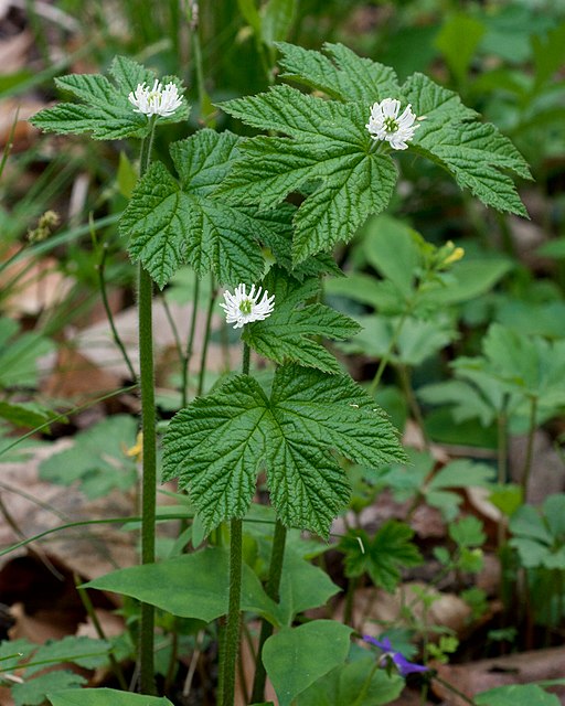 Goldenseal – Antimicrobial