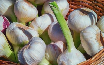 Garlic – Antibiotic, Anti-Cancer