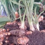 Turmeric root for pain