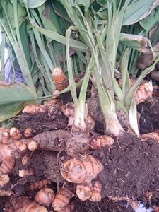 Turmeric root
