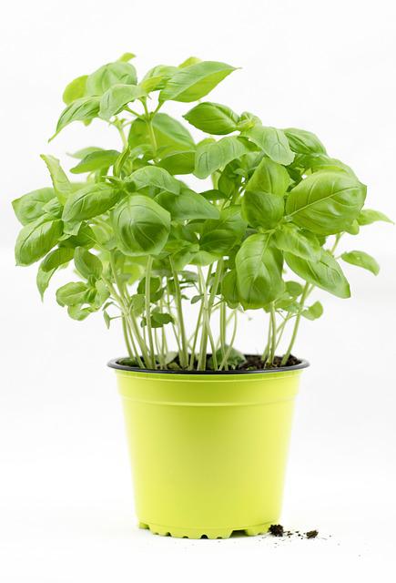 growing culinary herbs for cooking