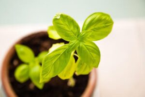 herb to sow and grow in September