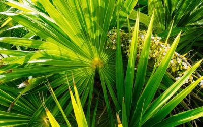 Saw Palmetto – Surprising Benefits for Men and Women