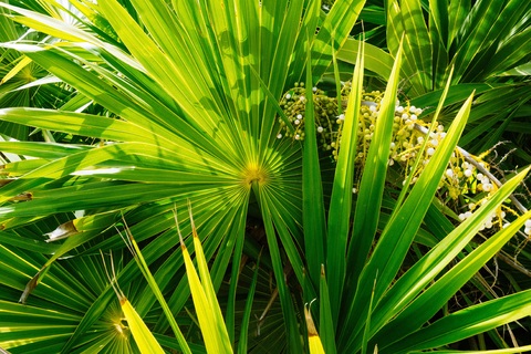 Saw Palmetto – Surprising Benefits for Men and Women