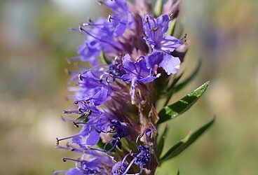 Health Benefits of Hyssop – Reduces Age Related Risks