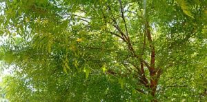 What is Neem?