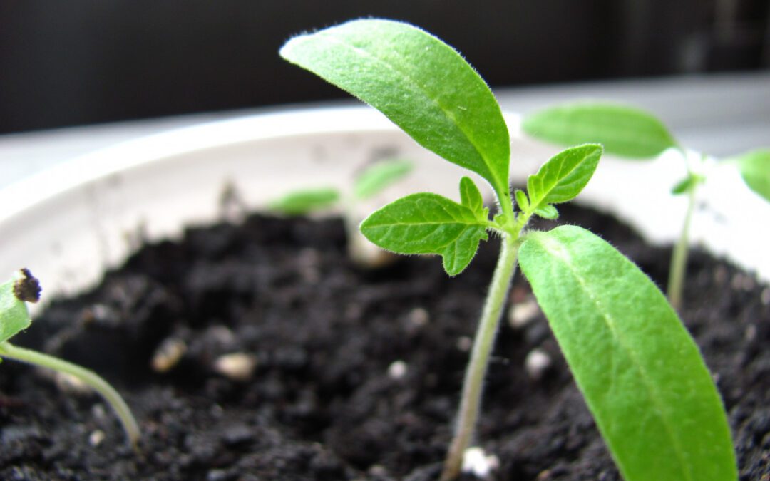 Herb Seed Germination – Fun!
