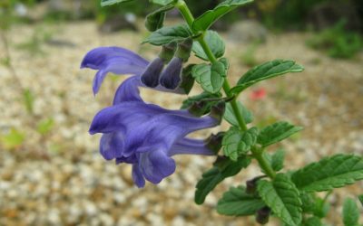 Skullcap Benefits for Anxiety, ADHD and more