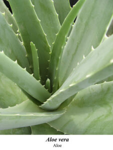 Aloe is good for a variety of issues