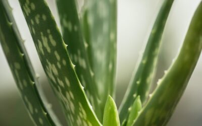 Aloe Vera Benefits more than Burns