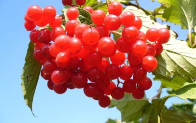 Cranberries are Superfruits – Powerful!