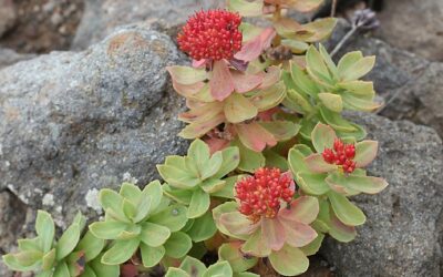 Rhodiola Enhances Well-Being – Incredible Natural Powers!