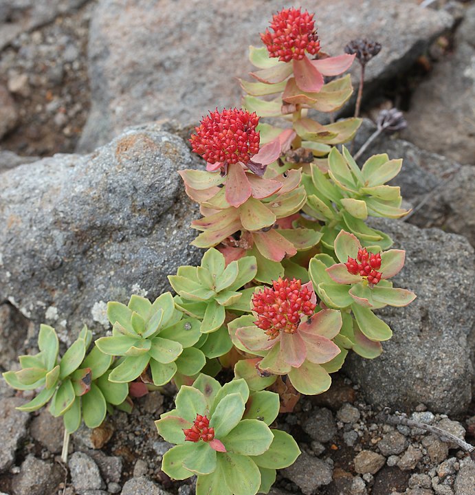 Rhodiola Enhances Well-Being - Incredible Natural Powers!